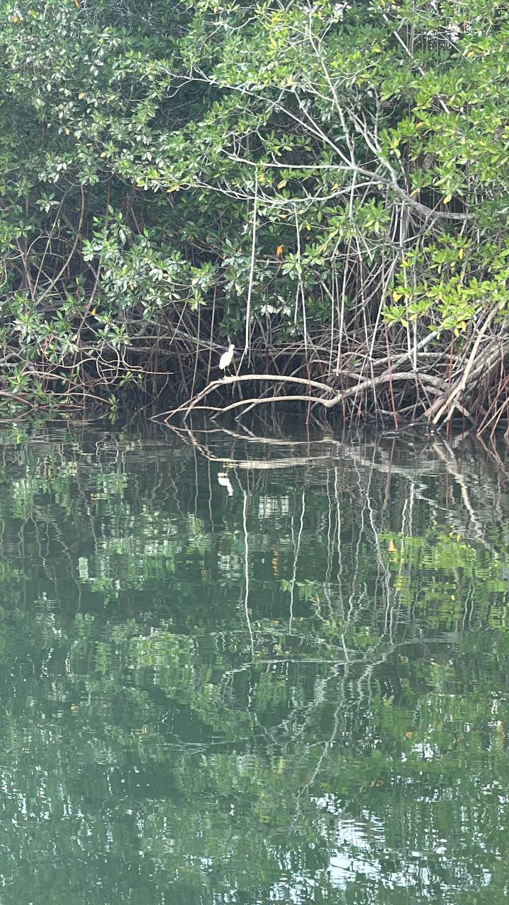 🛶 Tour Estero Jaltepeque - Imagen 3